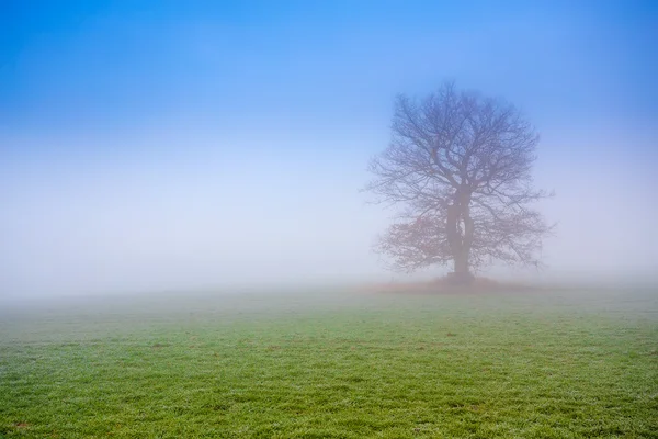 Fría mañana brumosa con árbol — Foto de Stock