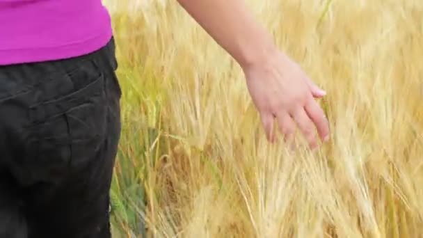 Woman walking and touching the golden wheat with her hand — Stock Video