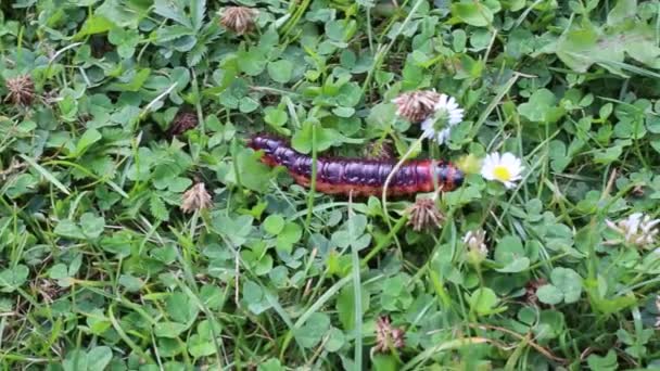 Grote caterpillar snel bewegende op groen gras blad — Stockvideo