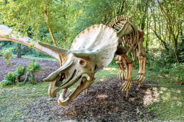 Triceratops fosil iskelet doğal arka plan üzerinde