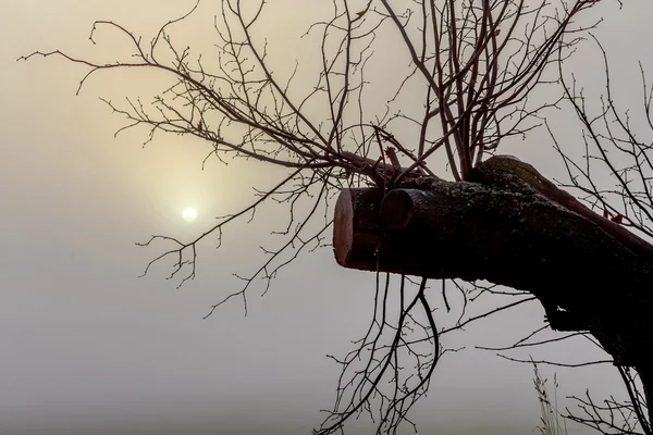 Misty morning sunrise over tree — Stock Photo, Image