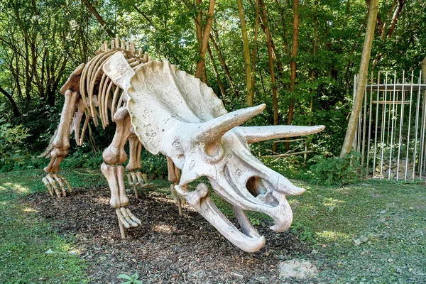 Triceratops โครงกระดูกฟอสซิลเหนือพื้นหลังธรรมชาติ — ภาพถ่ายสต็อก