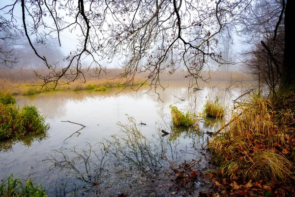 Der kühle Herbstmorgen am Teich — Stockfoto