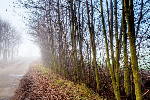Landweg via rijke bladverliezende wouden — Stockfoto