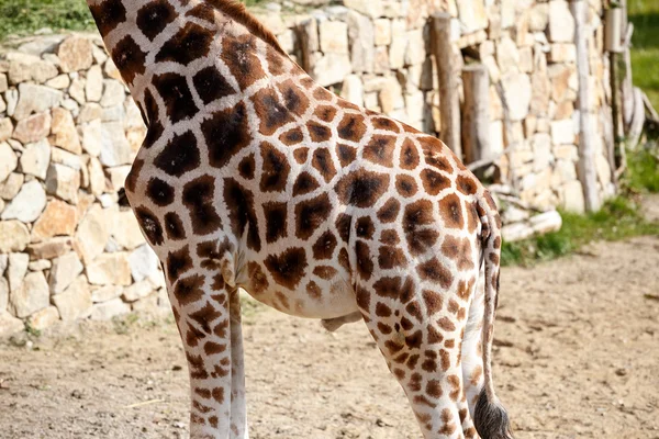 Giraffe Skin Texture — Stock Photo, Image