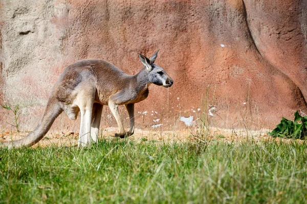 Kanguru — Stok fotoğraf