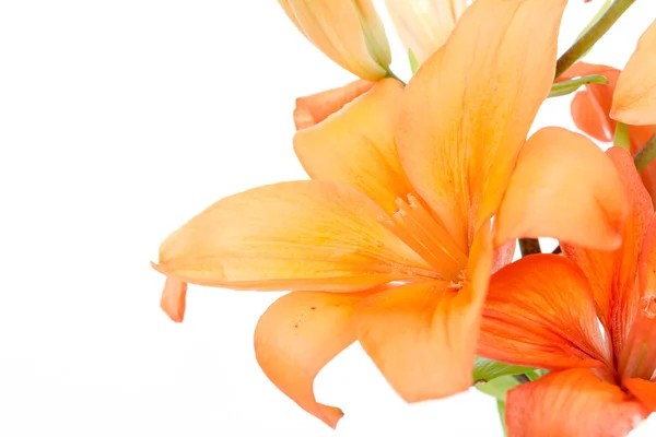 Detail of flowering orange lily — Stock Photo, Image