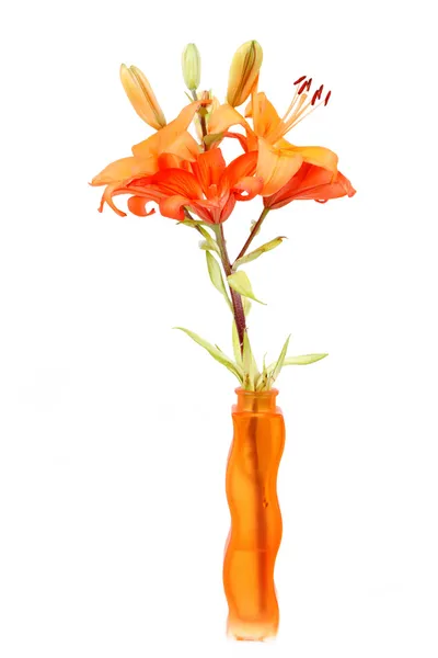 Détail du lis orange fleuri — Photo