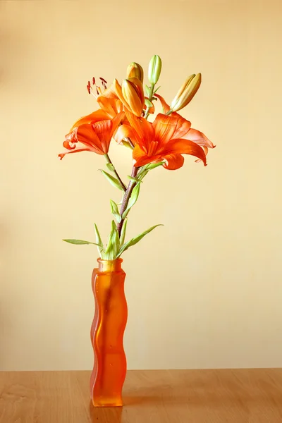 Цветущие оранжевые лилии — стоковое фото