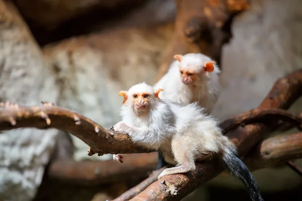 Marmoset argênteo no ramo — Fotografia de Stock