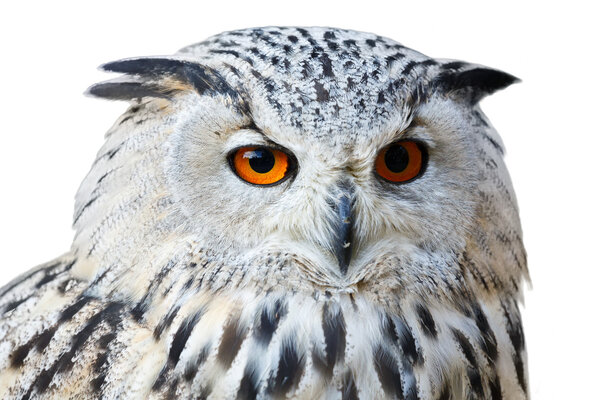 isolated eagle owl with his big and beautiful oranges eyes