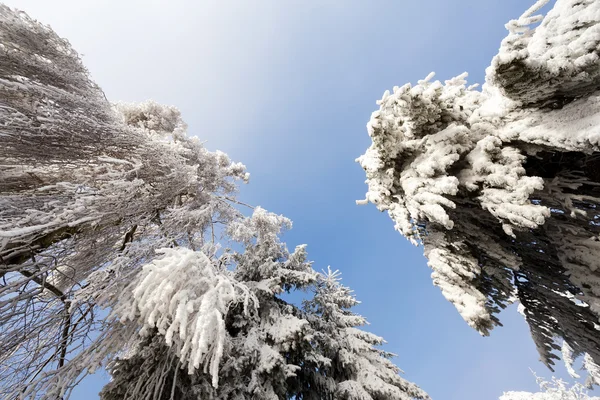 Sunny zamrzlé stromy nad modrá obloha — Stock fotografie