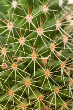Quills and prickly cactus spines clipart
