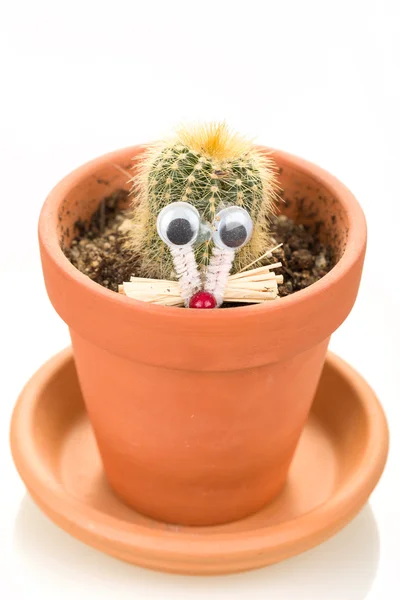 Plante de cactus en pot de fleurs isolée sur blanc — Photo