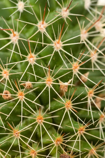 Plantas y espinas espinosas de cactus — Foto de Stock