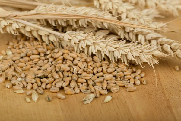 Pila de granos de trigo y espigas de grano entero orgánicos —  Fotos de Stock