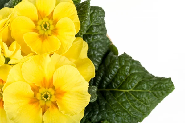 Gele bloem primrose — Stockfoto