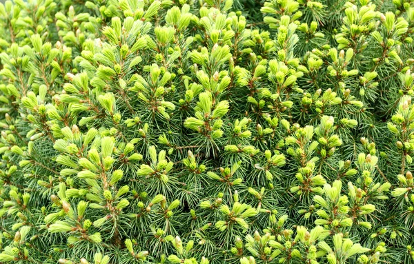 Natuurlijke verse achtergrond, conifer op de groene — Stockfoto