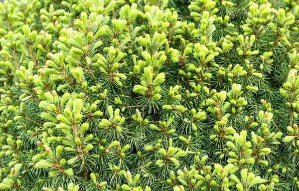 Fond frais naturel, conifères sur le vert — Photo