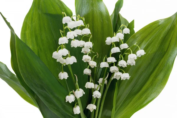 Blooming Lily of the valley — Stock Photo, Image