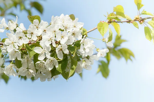 Blommande apple trädgård under våren med mycket grunt fokus — Stockfoto