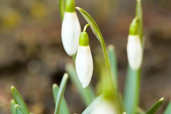 Snowdrop bloom in springtime — Stock Photo, Image