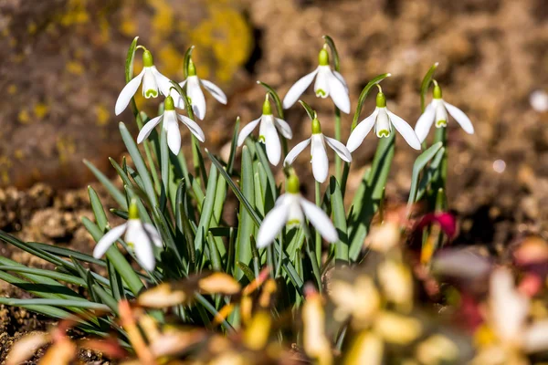 Hóvirág-virágzás tavasszal — Stock Fotó