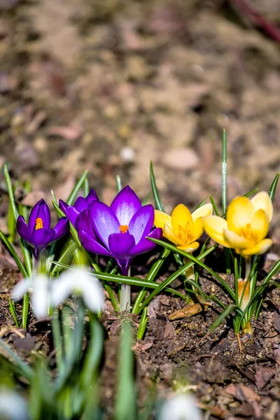 First spring flowers in garden — Stock Photo, Image