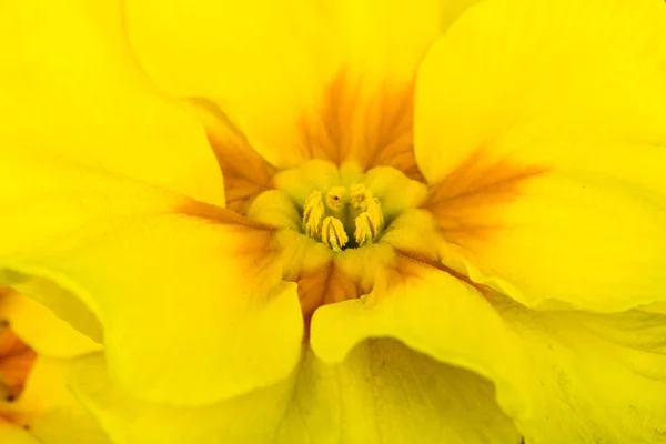 Gul blomma primrose — Stockfoto