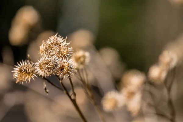 Trockenpflanze im Freien — Stockfoto