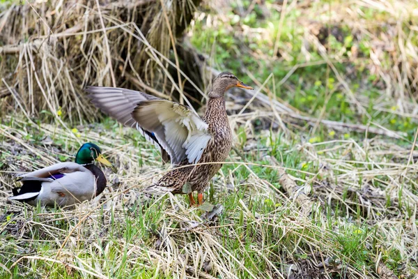 Paire de canard près de petit ruisseau — Photo