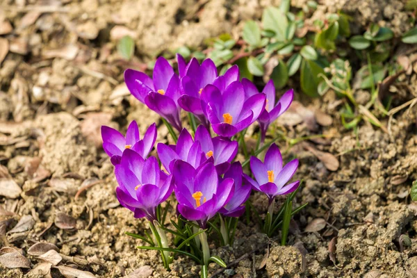 First spring flowers in garden — Stock Photo, Image