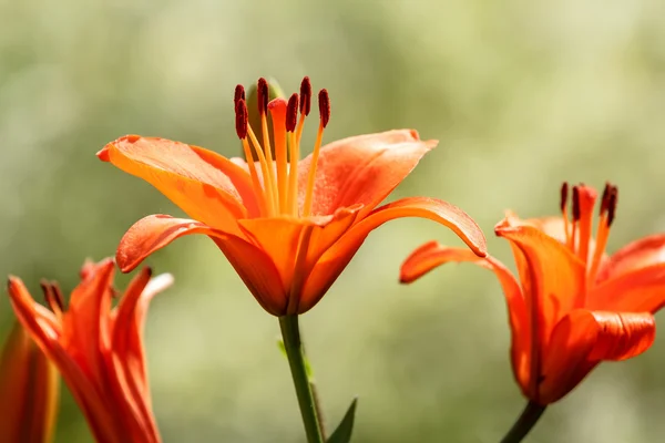 Szczegóły pomarańczowy kwitnienia lilii — Zdjęcie stockowe