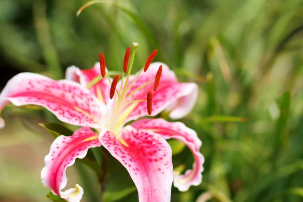 Detail of flowering pink lily — Stock Photo, Image