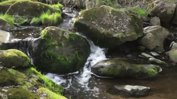 Caídas en el pequeño arroyo de montaña — Vídeos de Stock