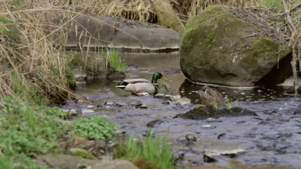 Pair of Lesser Duck in small creek in spring — Stock Video