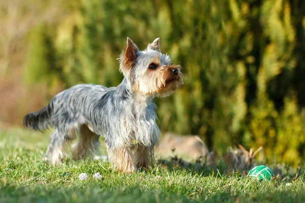 Lindo pequeño yorkshire terrier — Foto de Stock