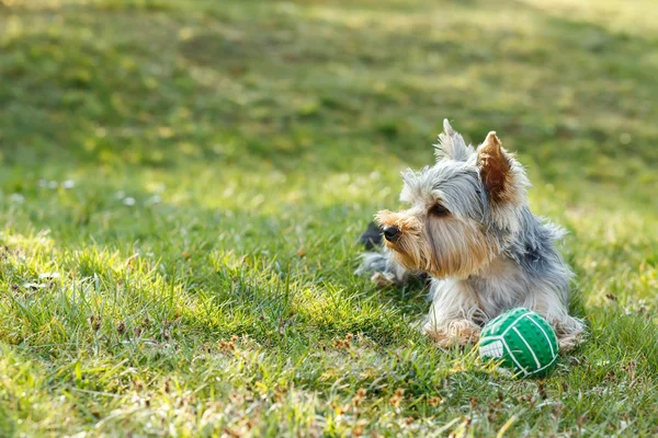 Lindo pequeño yorkshire terrier —  Fotos de Stock