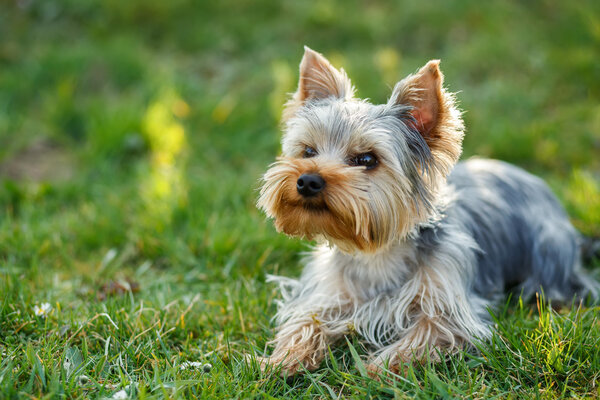 Cute small yorkshire terrier