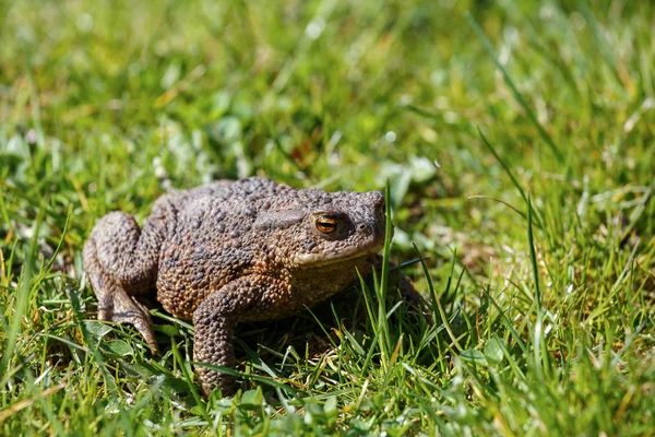 Sapo marrón en el jardín — Foto de Stock