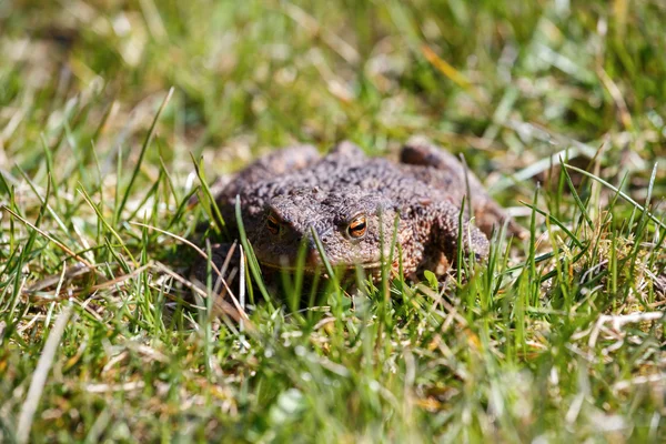 庭で茶色のヒキガエル — ストック写真