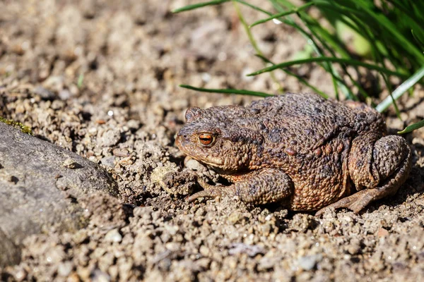 Sapo marrón en el jardín — Foto de Stock