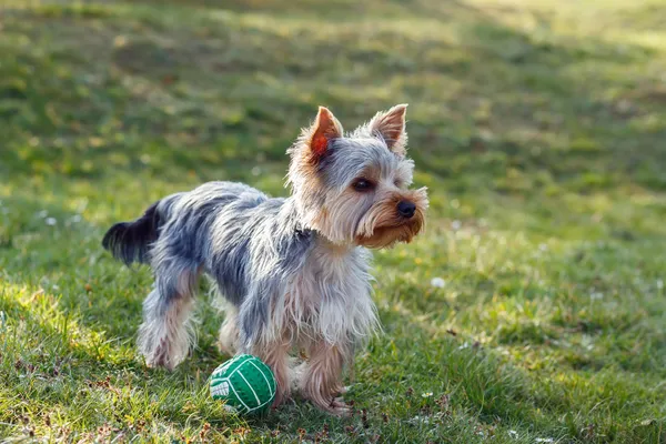 Cute small yorkshire terrier — Stock Photo, Image