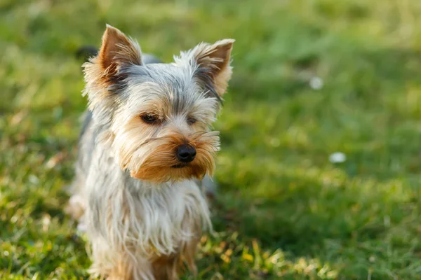 Lindo pequeño yorkshire terrier —  Fotos de Stock