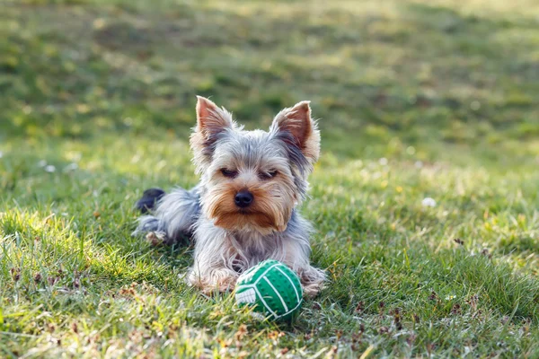 Ładny mały yorkshire terrier — Zdjęcie stockowe