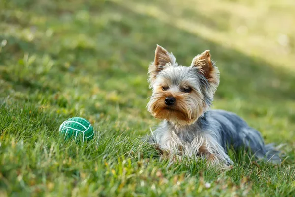 Lindo pequeño yorkshire terrier — Foto de Stock