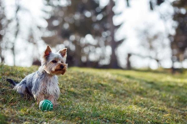 Niedlicher kleiner yorkshire terrier — Stockfoto