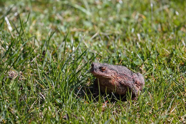 Brown toad in the garden — Stock Photo, Image