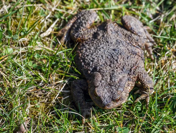 Коричневий жаба в саду — стокове фото