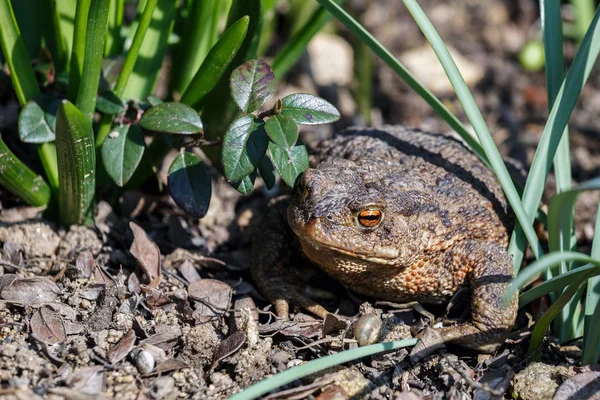 Hnědá žába v zahradě — Stock fotografie